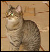 Scaredy Cat