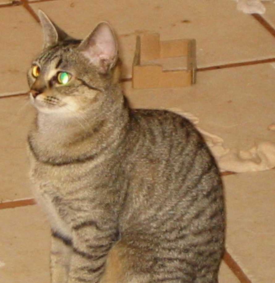 Scaredy Cat