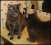 Brutus and Greyson