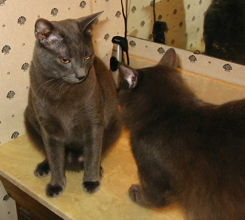 Brutus and Greyson