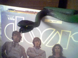 snake??