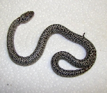 Speckled Mex Mex