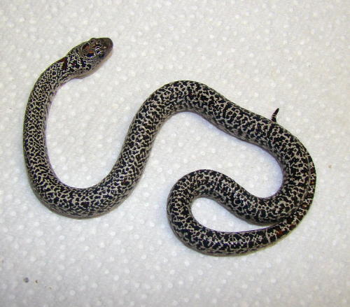 Speckled Mex Mex