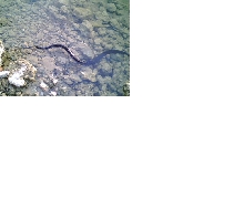 Unknown water snake