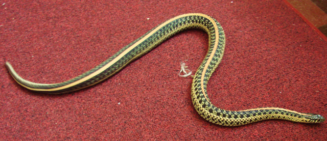 Gravid female plains garter