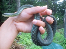 'Orrin' the maritime garter
