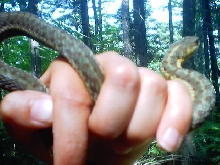 Maritime Garter?