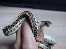'Light phase' Plains garter