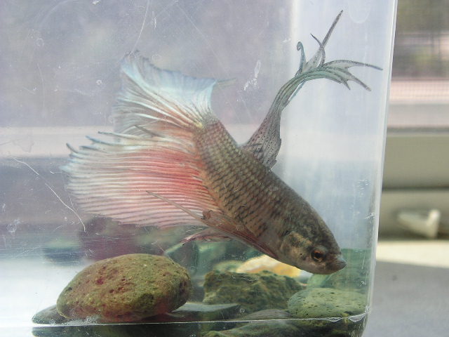 Likeshine the betta