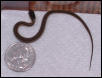 Newborn eastern garter