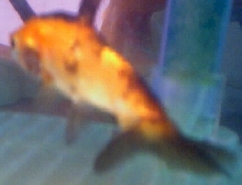 Faintail comet