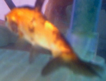 Faintail comet