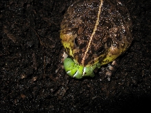 Dwarf Pyxie w/ HornWorm 1