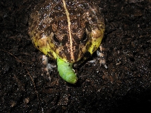 Dwarf Pyxie w/ HornWorm2