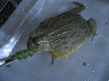 Female Pyxie with large Horn worm