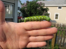 Horn Worm