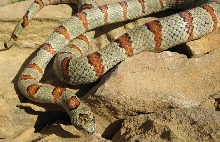 Male Thayeri