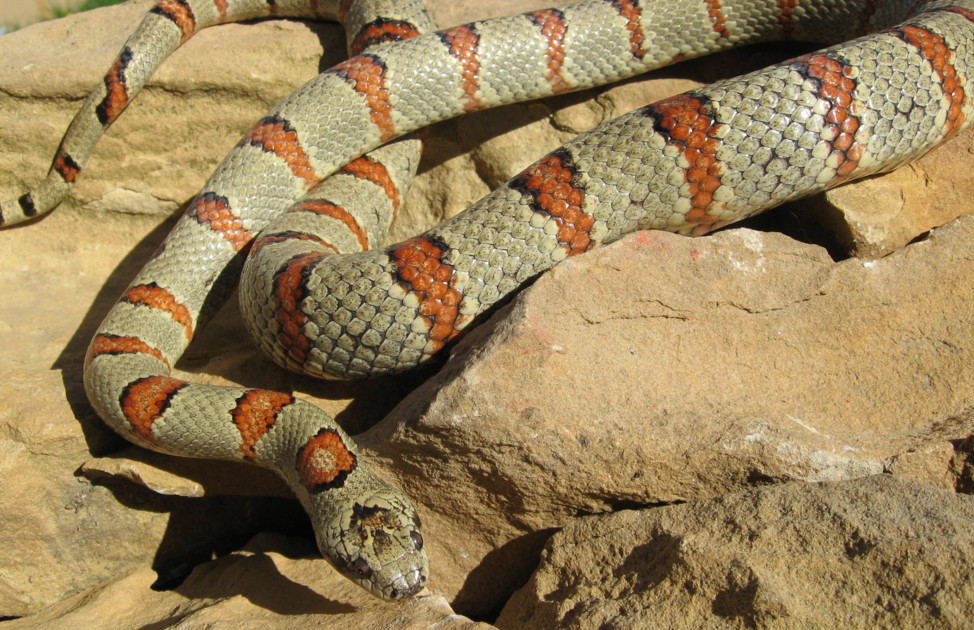 Male Thayeri