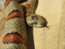 Male thayeri2