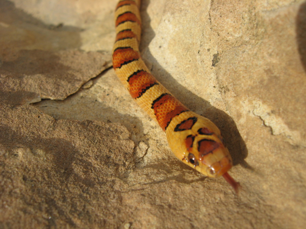 06 Male Orange Leonis Thayeri
