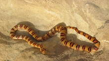 06 Male Orange Leonis Thayeri