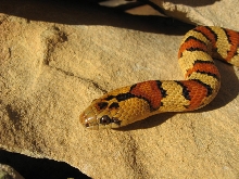Female Thayeri