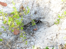 Tortoise Burrow