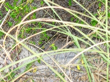 Second Burrow Found.