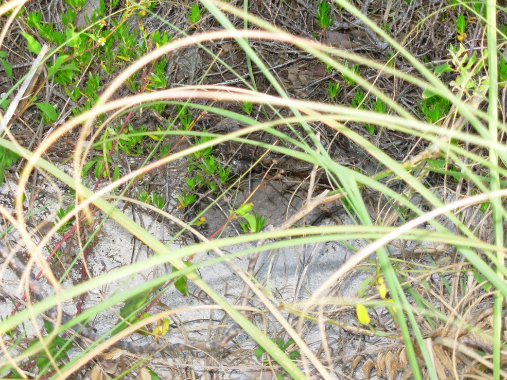 Second Burrow Found.