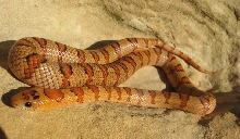 Lil Female Thayeri2