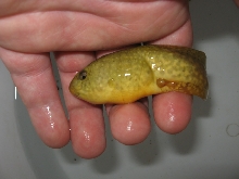 tadpole2