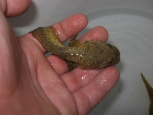 tadpole