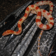 Albino Corn on Fossil