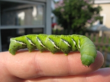 Horn Worm2
