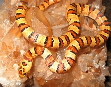 Thayeri on Tangerine Quartz