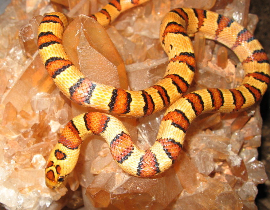 Thayeri on Tangerine Quartz