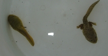 Tadpoles side by side