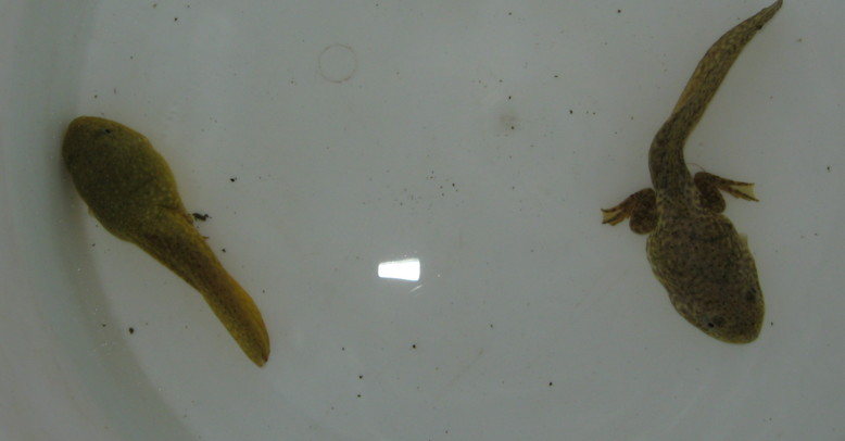 Tadpoles side by side