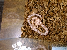 Newest Corn