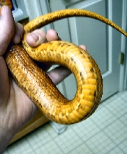 Pogo's belly 2