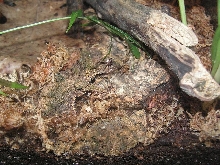 about to lay eggs