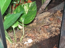 corkbark with eggs