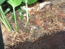 corkbark rolling egg