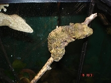 corkbark female