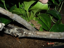 ebenaui