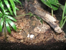 eggs