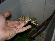 fimbriatus