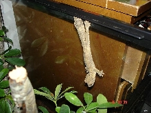 henkelis juv