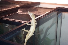 lineatus