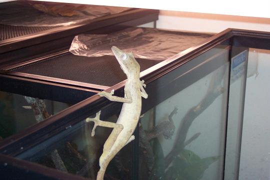 lineatus
